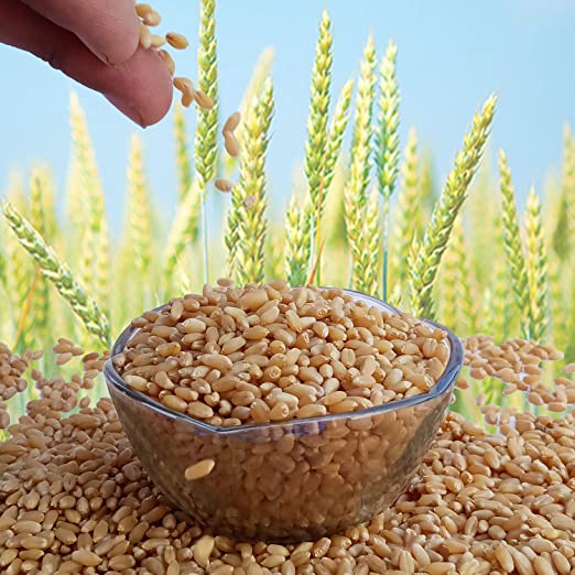 Wheat 50Rs/kg, 30 kg Bag
